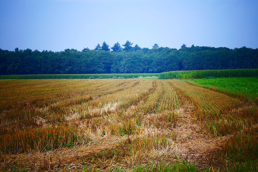 Feld Landwirtschaft Ackerland