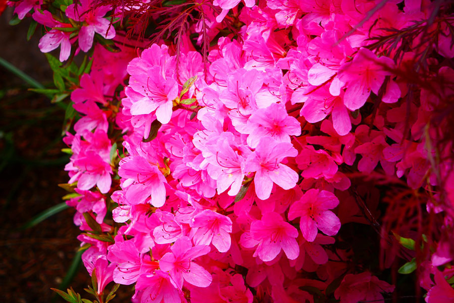 Prachtig beeld bloemen bloeien