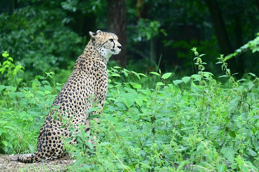 Animal depredador leopardo jaguar