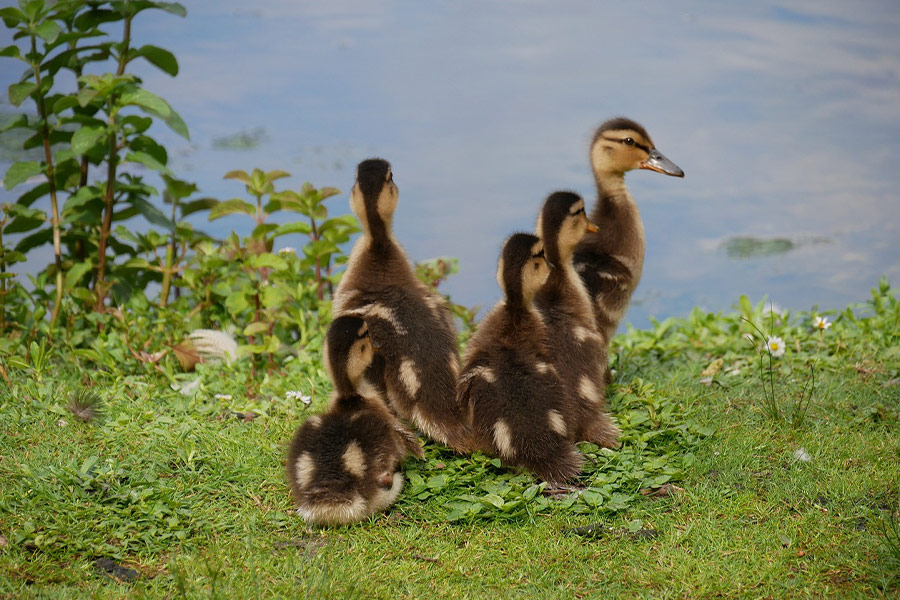Cinque brocche di anatroccoli