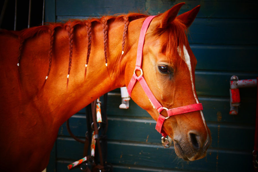 Pelo trenzado para montar a caballo.