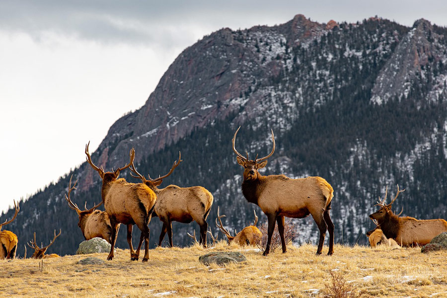 Grupo de astas de alce