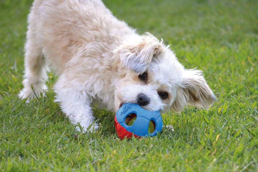 Pelota de juego para perros en el área de césped