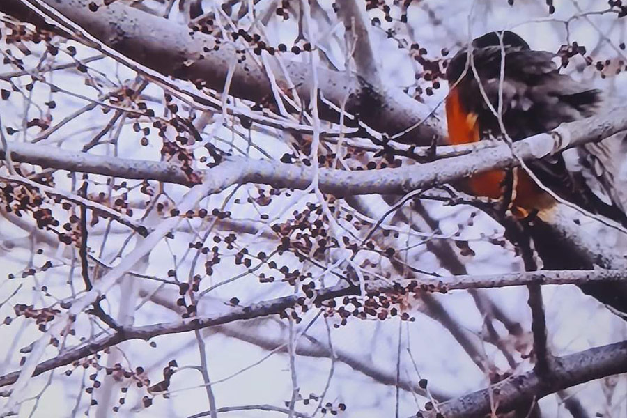El invierno parece ramas de árboles.
