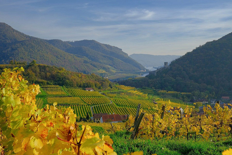 Weinberg-Dorflandschaft