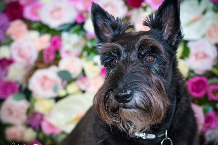 Perro Scottie rescatado por Brian hace nueve años