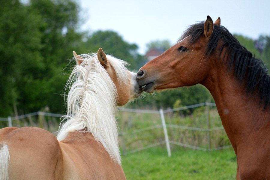 Jugando a los caballos 2