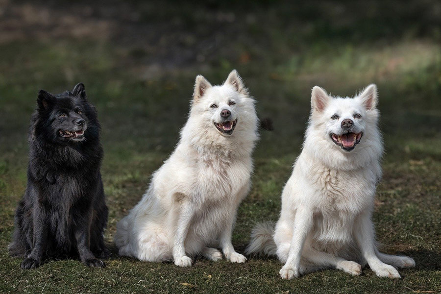 Perros de pura raza blancos y negros.