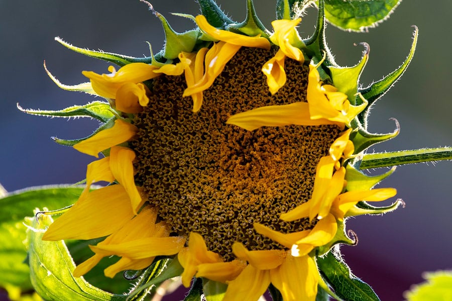 Belle image de tournesol