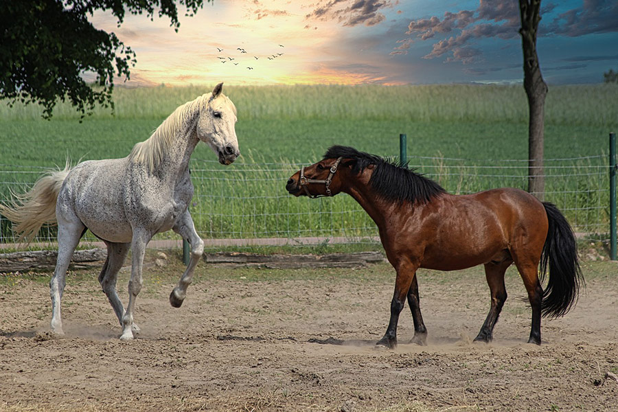 Acoplamiento de dos caballos