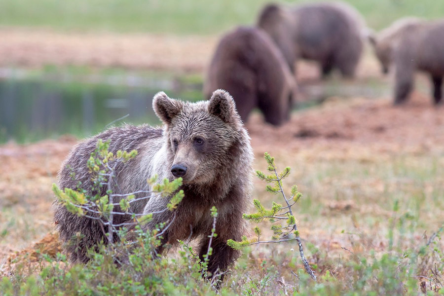 Looking watching brown bear