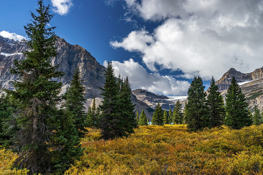 Trees mountains meadow