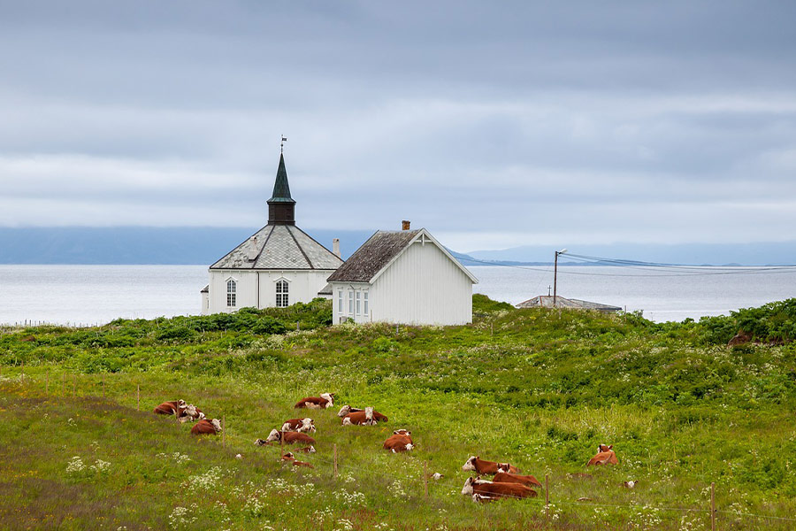 Landscape cattle laying