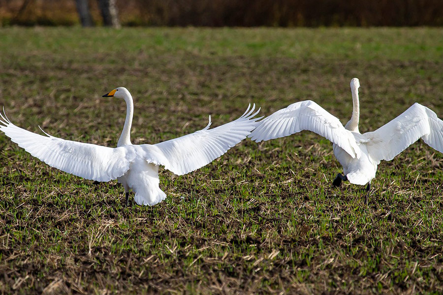 Whoopers swans birds long wings