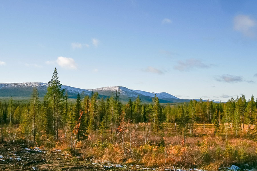 Lapland swamp forest landscape