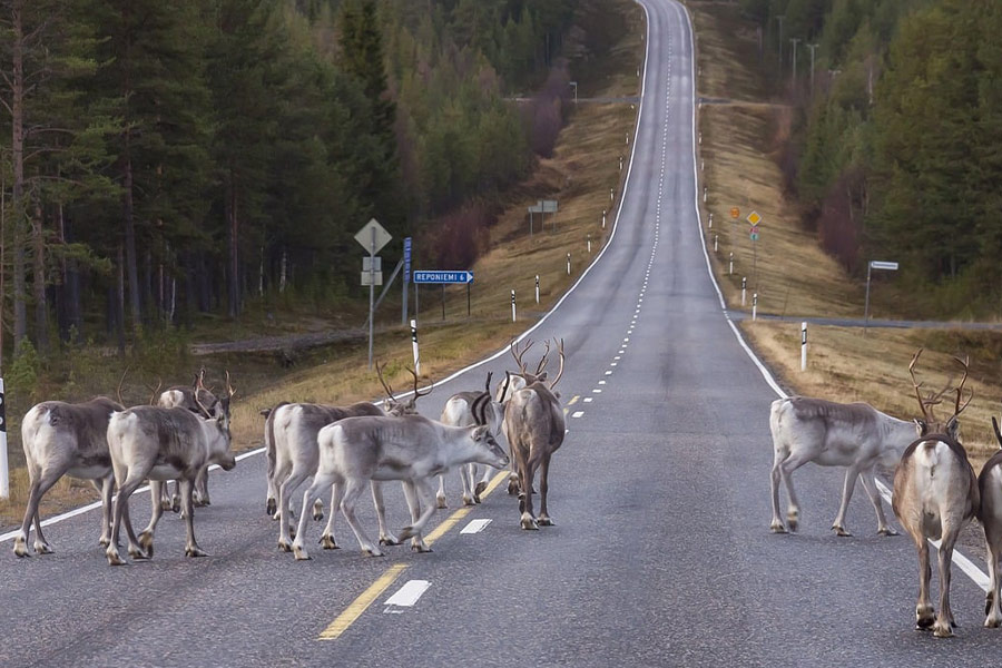 Reindeer heer road