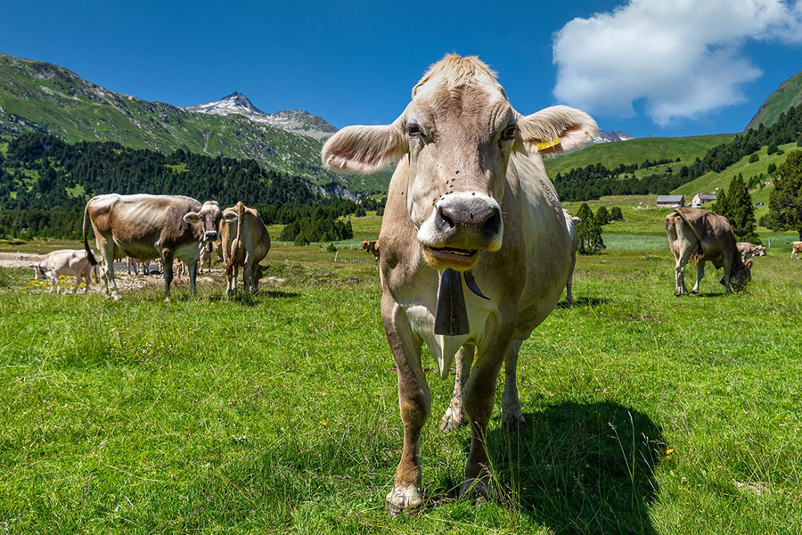 Paturing the cows animal