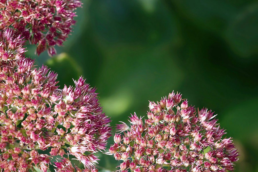Succulent flowers