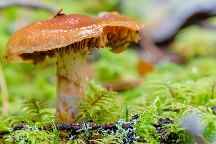 Forest moss and mushroom