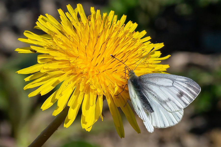 Black and white butterfly on the top yellow flower