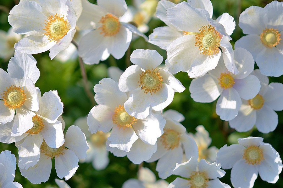 Snow drops anemones flowers