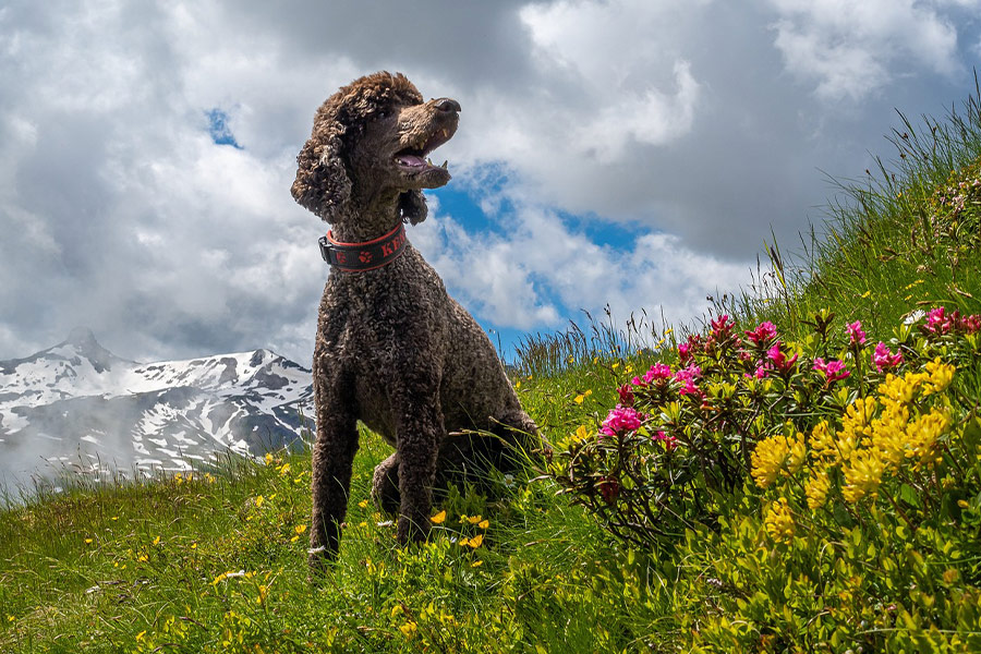 Meadow with poodle dog