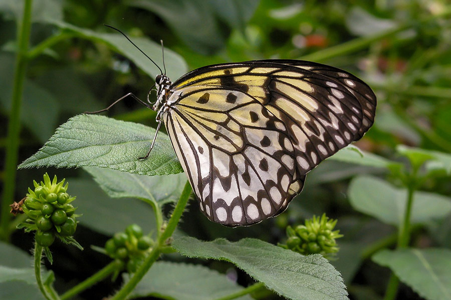 Yellowish and white color butterfly insect