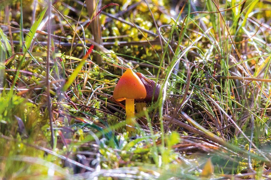 Orange and purple mushrooms
