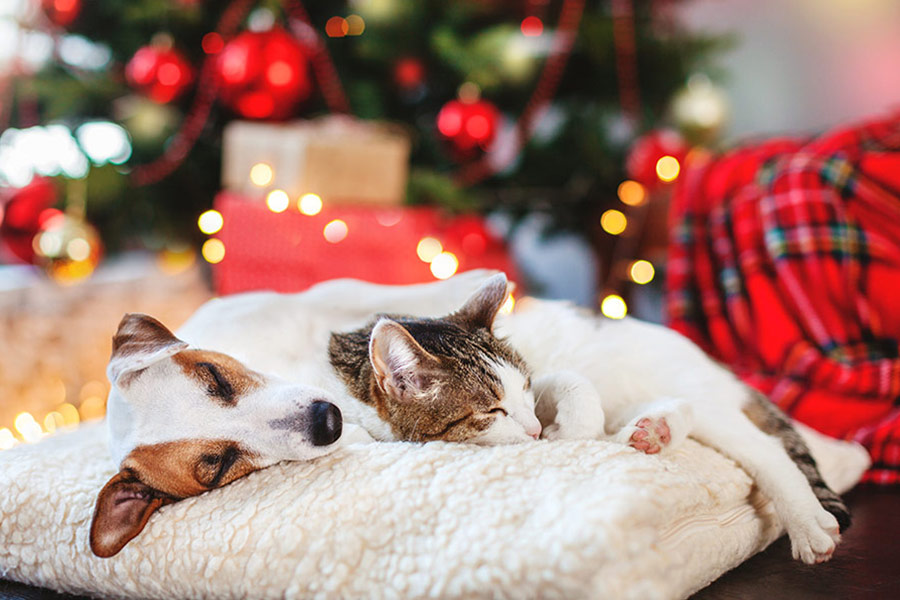 Pets safe christmas holiday