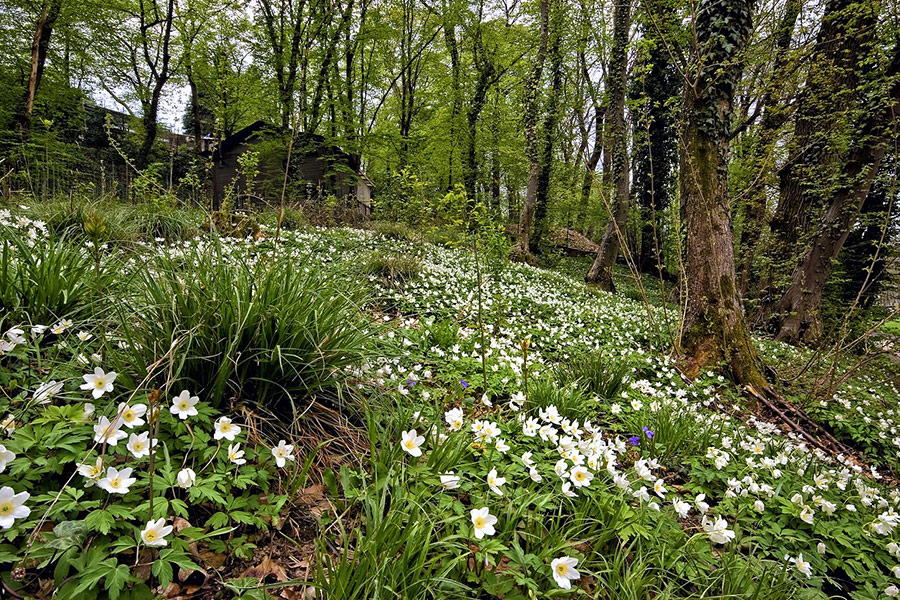 Wood anemone flowers wild plants