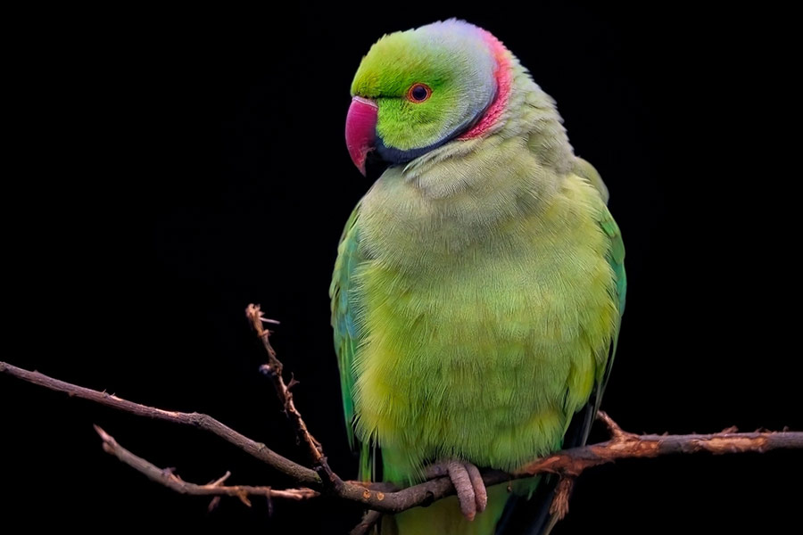 Rose ringed parakeet