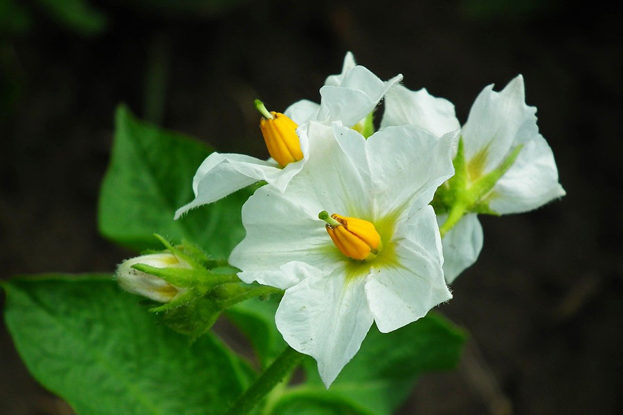 Potatoes flowers