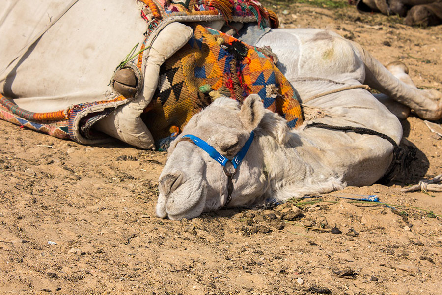 Egypt camel sleep