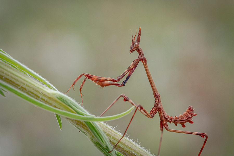 Fragile mantis insect