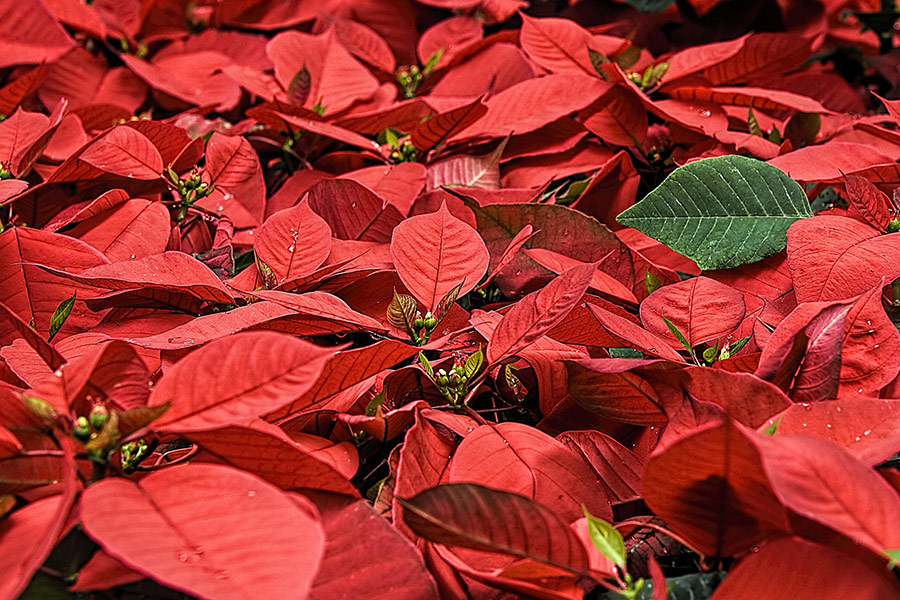 Poinsettia Christmas flower