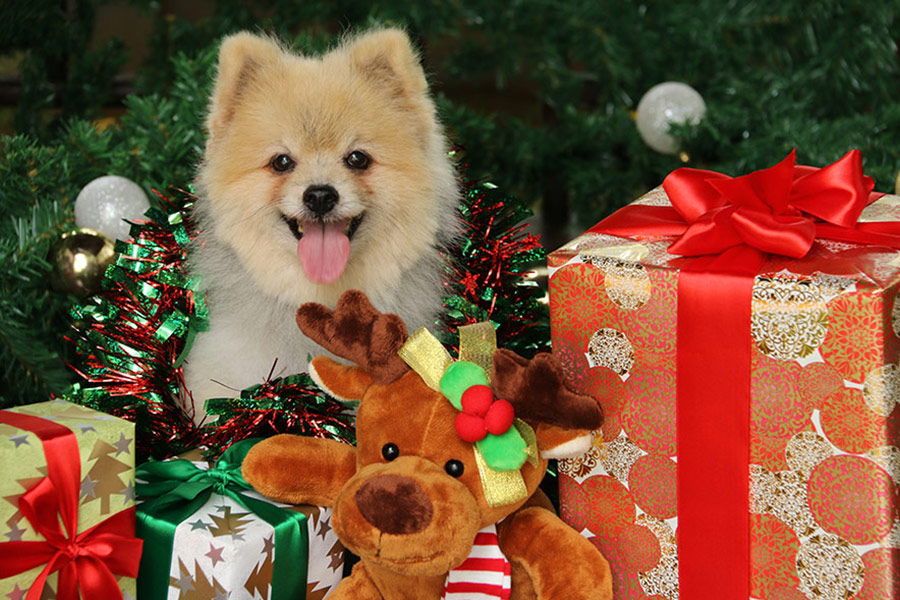 White dog behind x mas gift