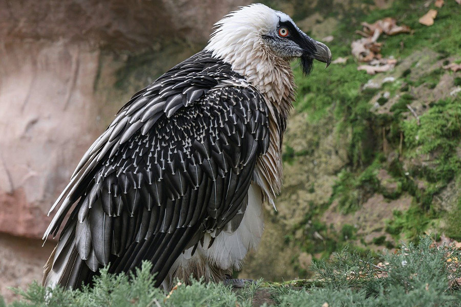 Vulture raptor bird image
