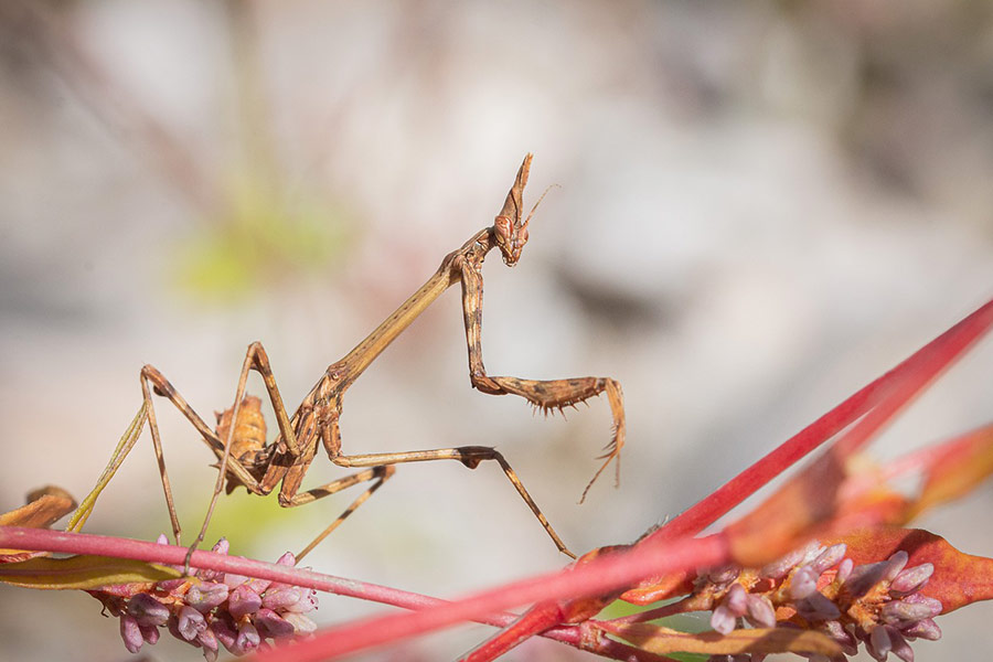 Brown mantis insect