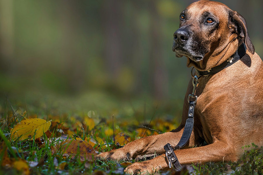 Rhodosian ridge back dog