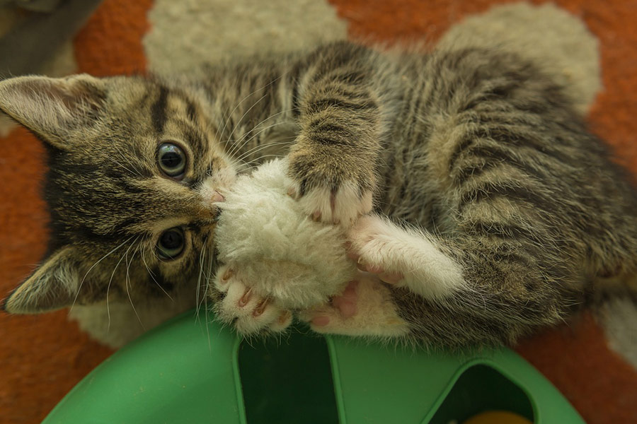 Kitten play with fluffy ball