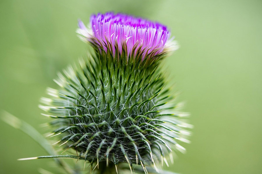 Thistle purple flower