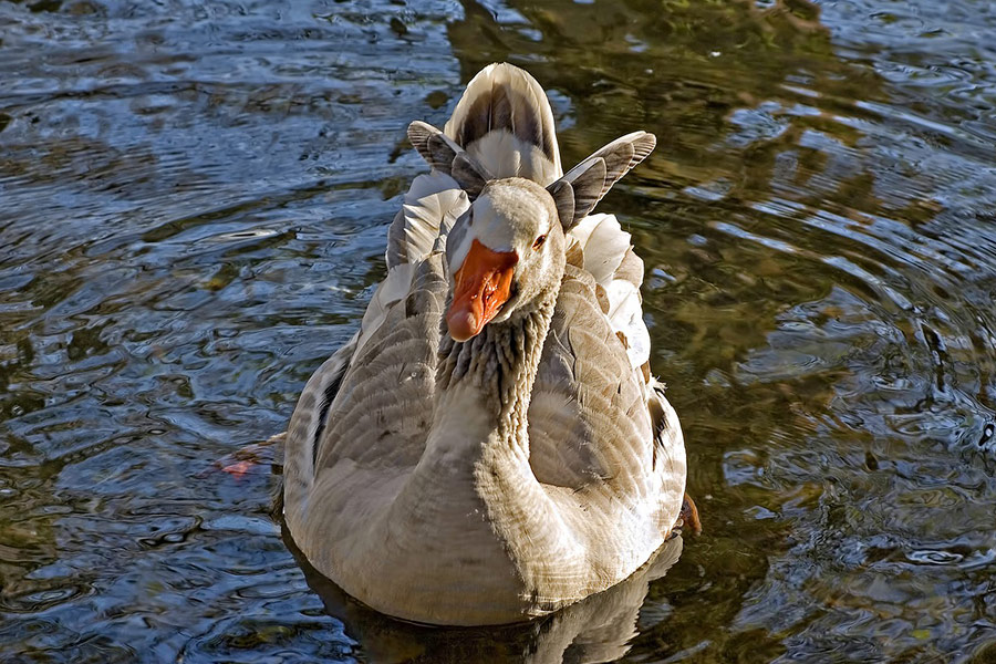 The needle image wild gray goose
