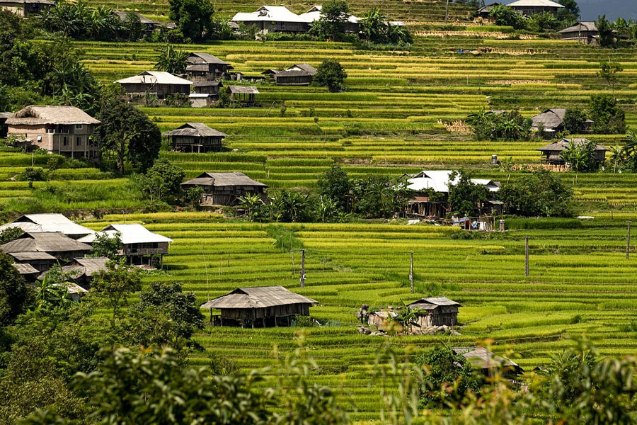 Houses and rice terraces field