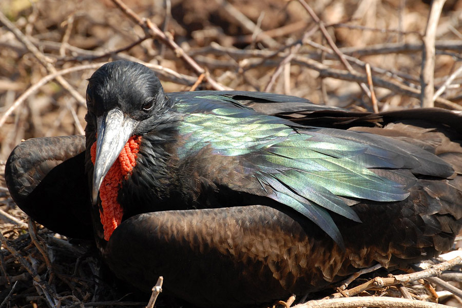 Frigate bird Galapagos