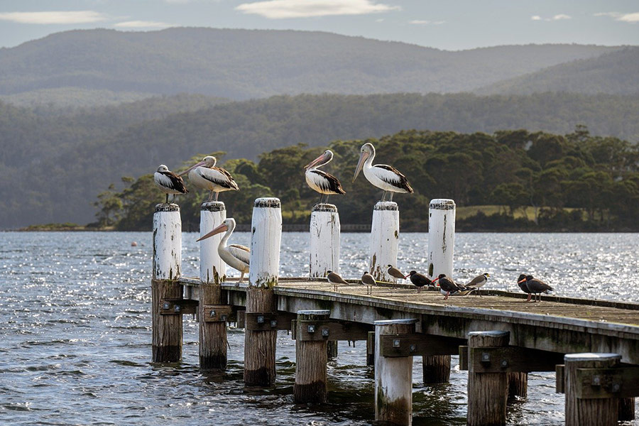 Pelican bird relaxing on bridge
