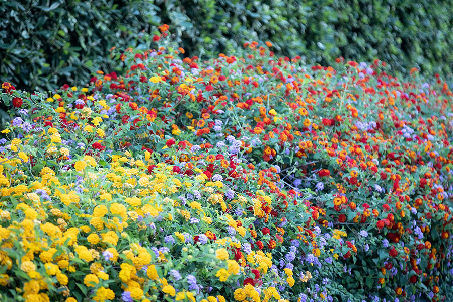 Forest landscape colorful flowers garden