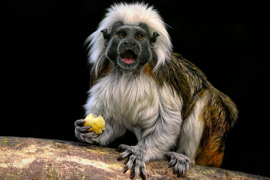 Tamarin cotton top monkey