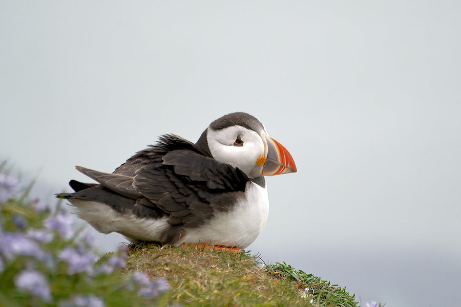 Puffin sea bird