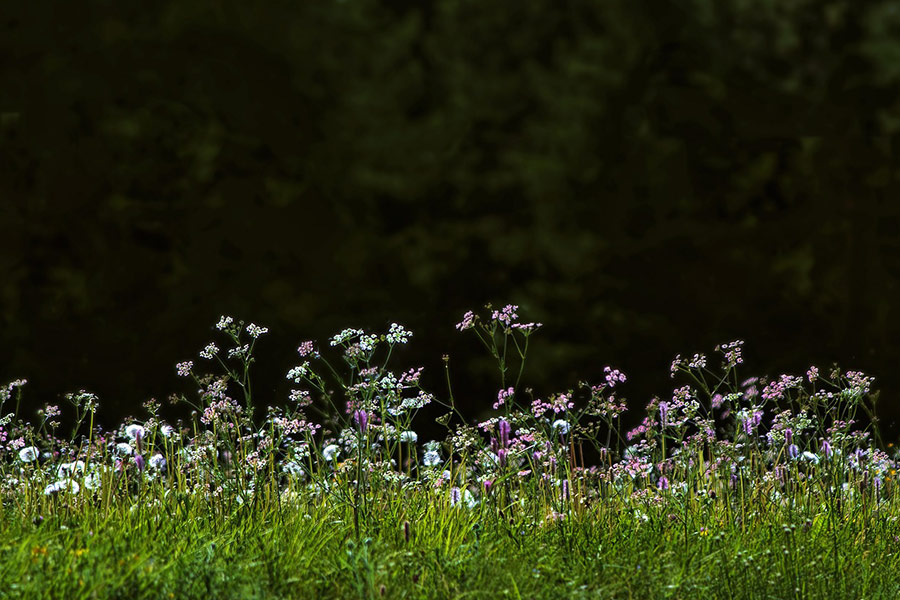 Yarrow flowering flowers