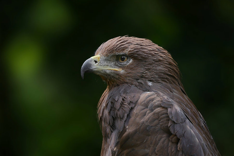 Dark brown eagle